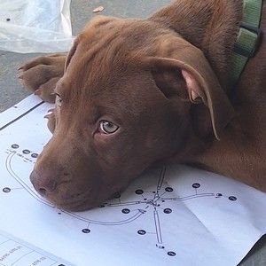 Meet your Posher, Sophia